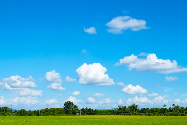 Campo de grama verde e céu azul brilhante — Fotografia de Stock