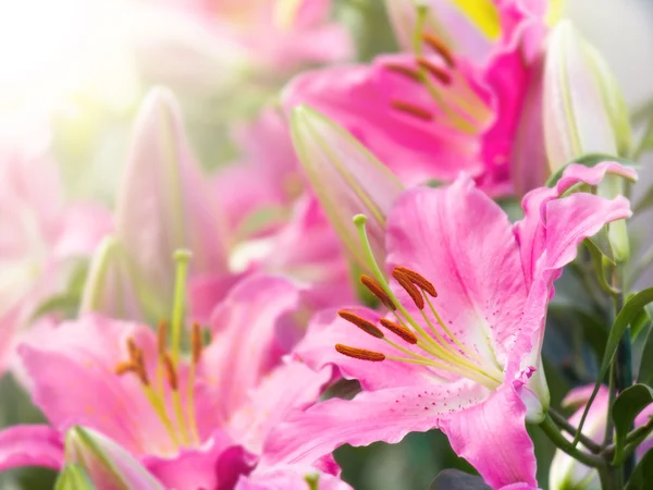 Pembe lily Çiçek bahçesinde bulunan güneş ışığı — Stok fotoğraf