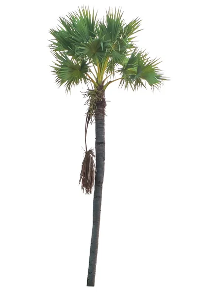 Beyaz arkaplanda izole edilmiş palmiye ağacı — Stok fotoğraf