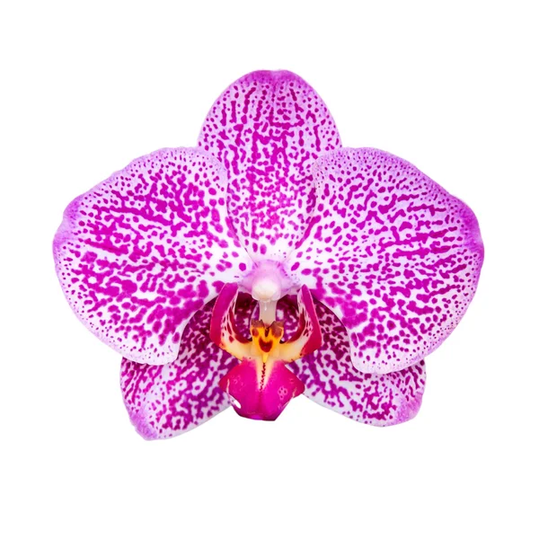 Orchideebloem geïsoleerd op een witte achtergrond met uitknippad — Stockfoto