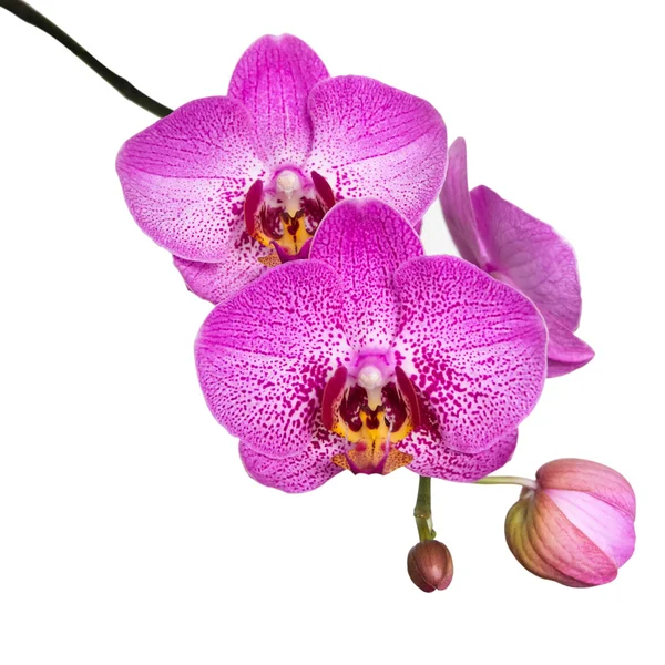 Orchidej květiny izolované na bílém pozadí — Stock fotografie
