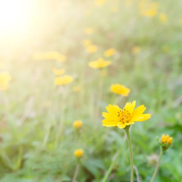 Yellow flowers with morning sunlight in spring time — Stock Photo, Image