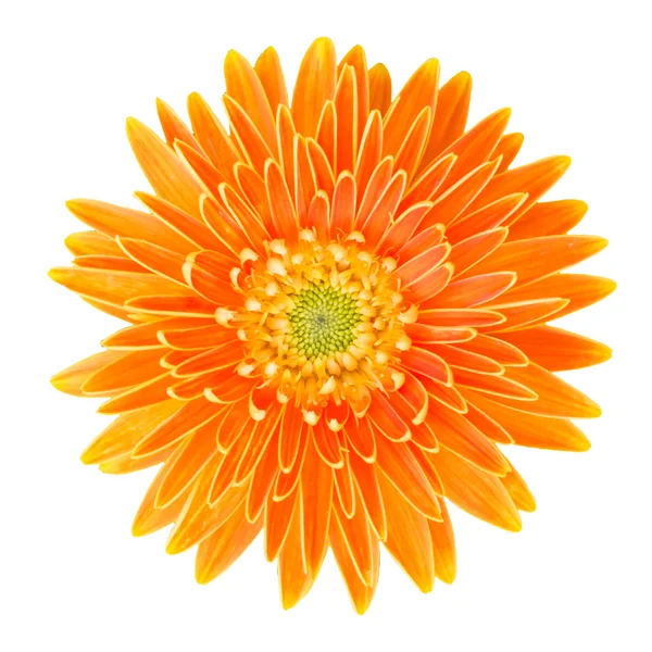 Gerbera flower isolated on white background with clipping path — Stock Photo, Image