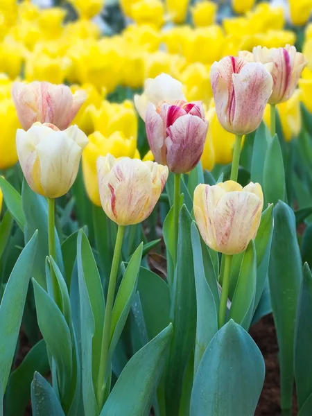 Fiore di tulipano in giardino — Foto Stock