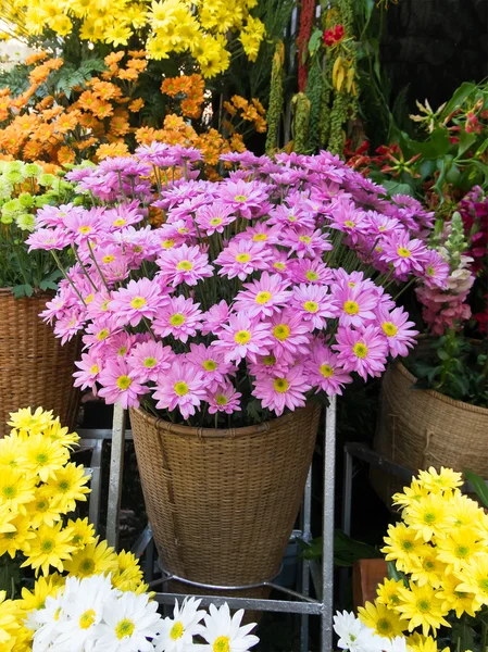 Hermosa flor en la tienda —  Fotos de Stock