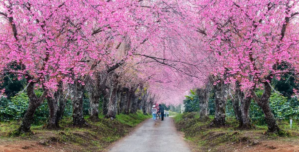 Drumul romantic al copacilor de flori sakura, panorama — Fotografie, imagine de stoc