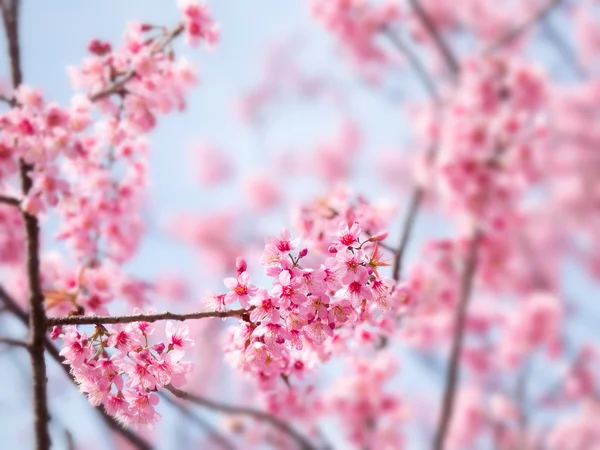 春さくら桜 — ストック写真