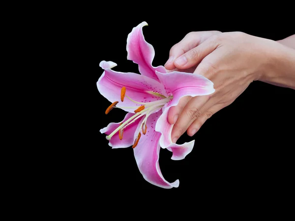 Lily flower in woman hands isolated on black background with cli — Stock Photo, Image