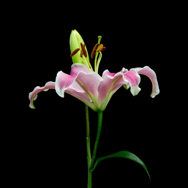 Розовый цветок лилии на черном фоне — стоковое фото