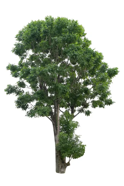 Árbol aislado sobre fondo blanco — Foto de Stock