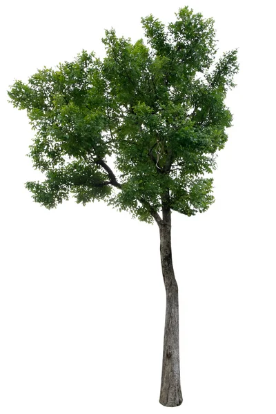 Tree isolated on white background — Stock Photo, Image