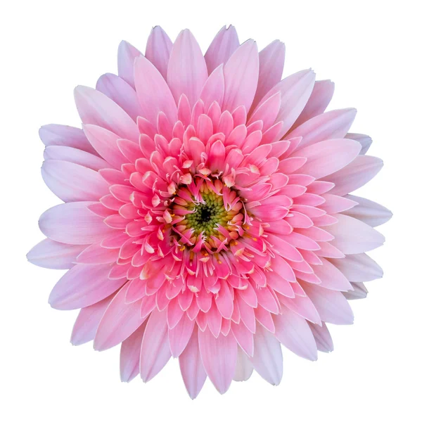 Pink gerbera flower isolated on white background with clipping p — Stock Photo, Image