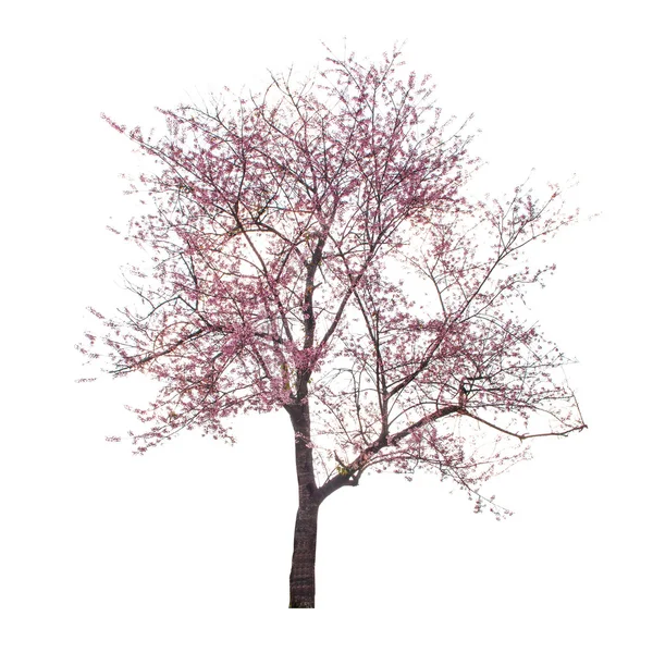 Pembe çiçek ağaç izole kırpma yolu ile beyaz arka plan üzerinde