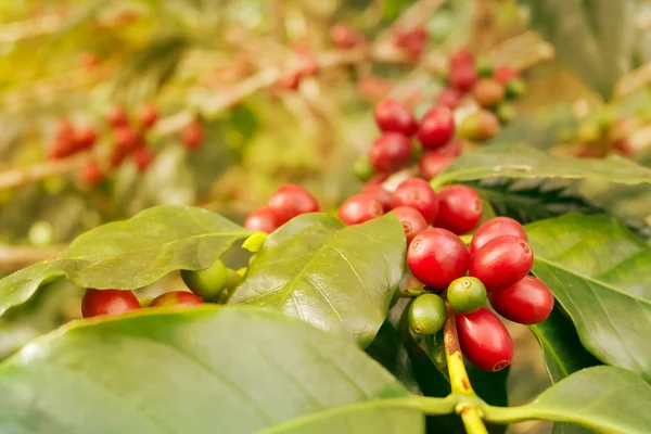 Grãos de café amadurecendo na árvore — Fotografia de Stock