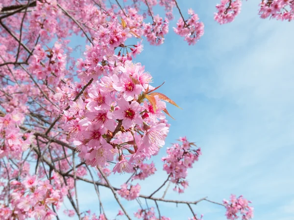 Primavera Sakura Fiore di ciliegio — Foto Stock