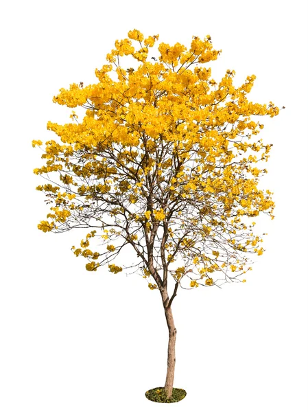 Árbol de flores amarillas aislado sobre fondo blanco, camino de recorte —  Fotos de Stock