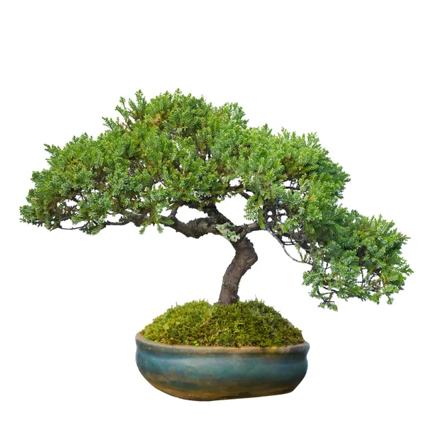 Bonsai árvore no jardim isolado no branco, cortando caminho — Fotografia de Stock