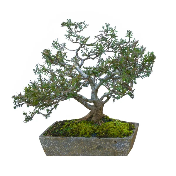 Bonsai árvore no jardim isolado no branco, cortando caminho — Fotografia de Stock