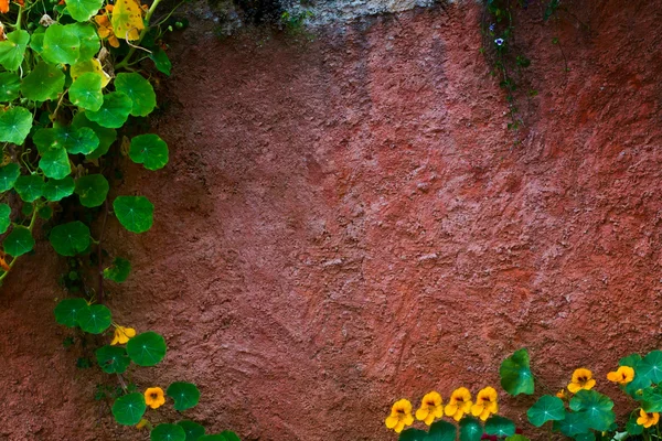 Bloemen op de muur van de grunge voor achtergrond — Stockfoto