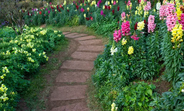 Blomma i trädgården med stenen gångväg — Stockfoto