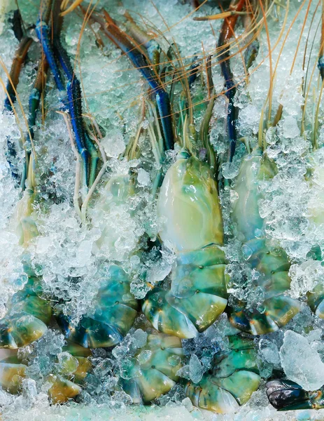 Lagostas frescas ou camarão no gelo — Fotografia de Stock