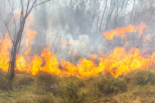 Tropical forest fire Royalty Free Stock Images