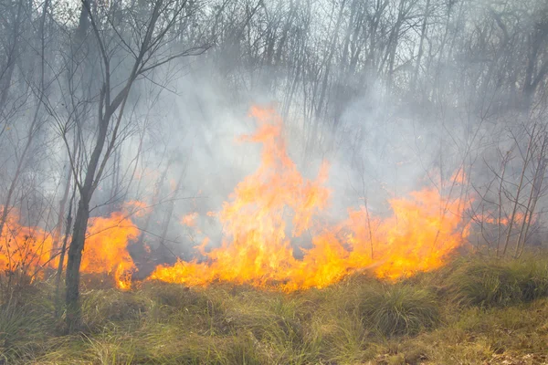 Tropical forest fire Royalty Free Stock Photos