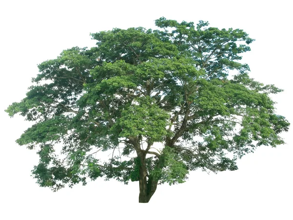 Strom izolované na bílém pozadí Stock Fotografie