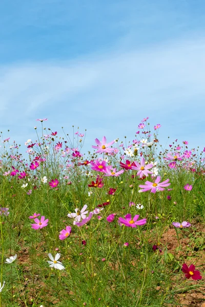 푸른 하늘을 배경으로 한 꽃 로열티 프리 스톡 사진