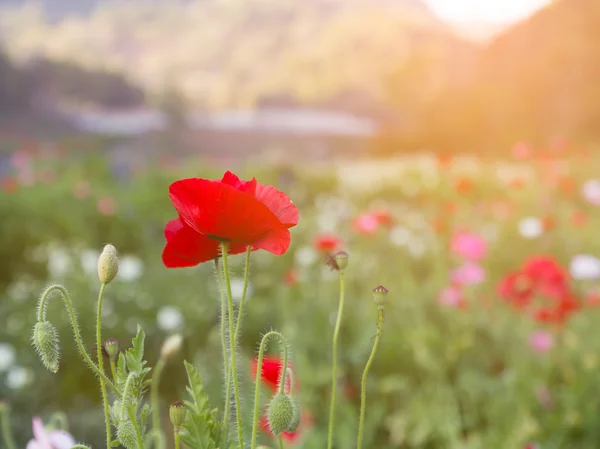 夜の光とポピーの花畑 ストック画像