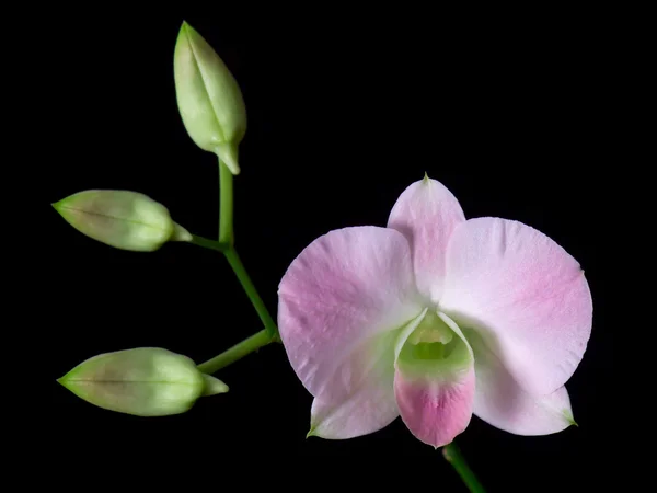 Květy orchidejí izolovaných na černém pozadí — Stock fotografie