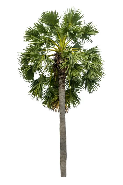 Beyaz arkaplanda izole edilmiş palmiye ağacı 