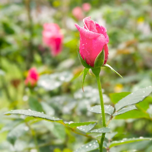雨庭の赤いバラ — ストック写真