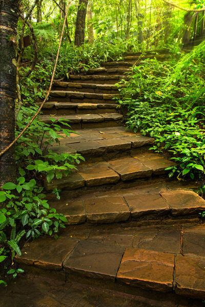 Stone Stairway to deep forest 