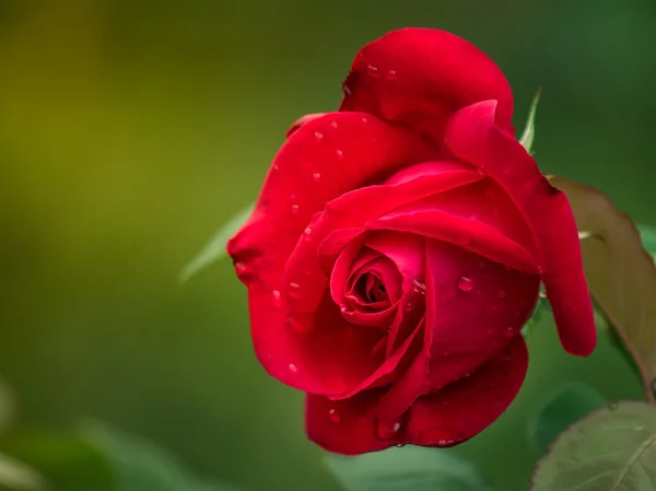 Röd ros i trädgården — Stockfoto