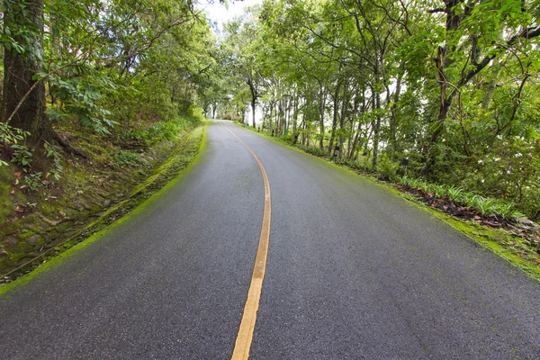 Estrada vazia na selva — Fotografia de Stock