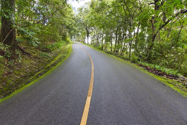 Lege weg in de jungle — Stockfoto