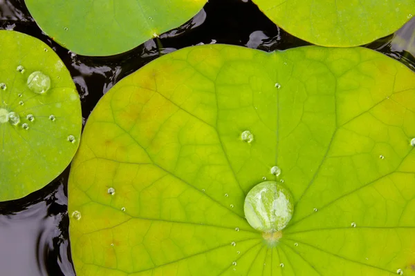 Gocce d'acqua sulla foglia di loto — Foto Stock