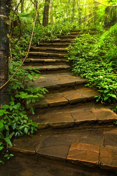 Камінь Stairway на глибині лісу Стокове Фото