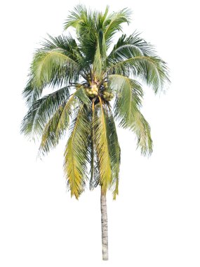 Beyaz arkaplanda izole edilmiş hindistan cevizi ağacı 