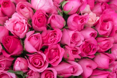 Aşk arka plan için pembe Gül