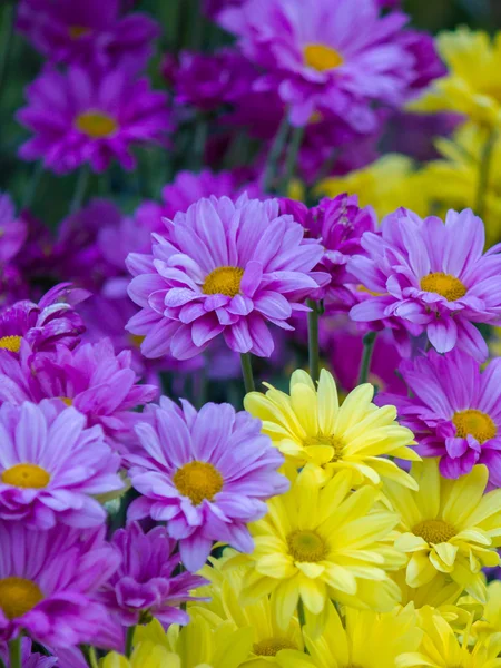 Monte de flores coloridas gerbera — Fotografia de Stock