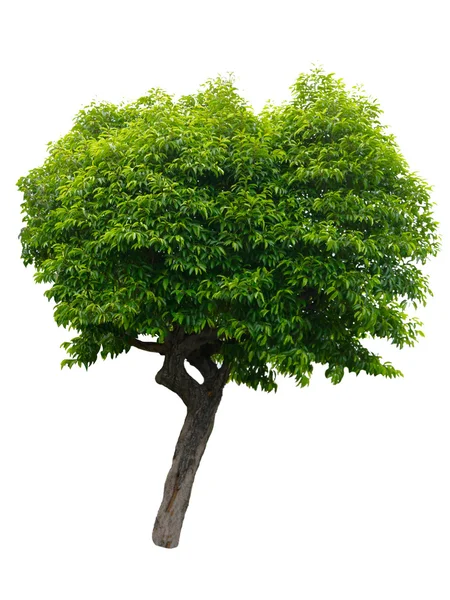 Tree isolated on white background — Stock Photo, Image