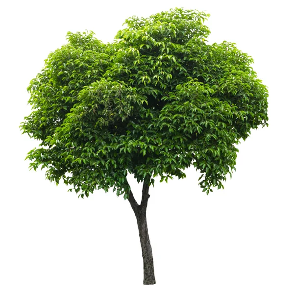 Tree isolated on white background — Stock Photo, Image