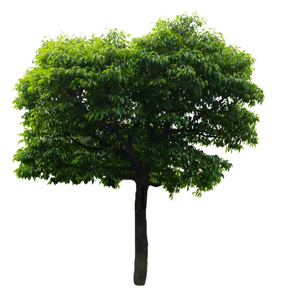 Tree isolated on white background — Stock Photo, Image