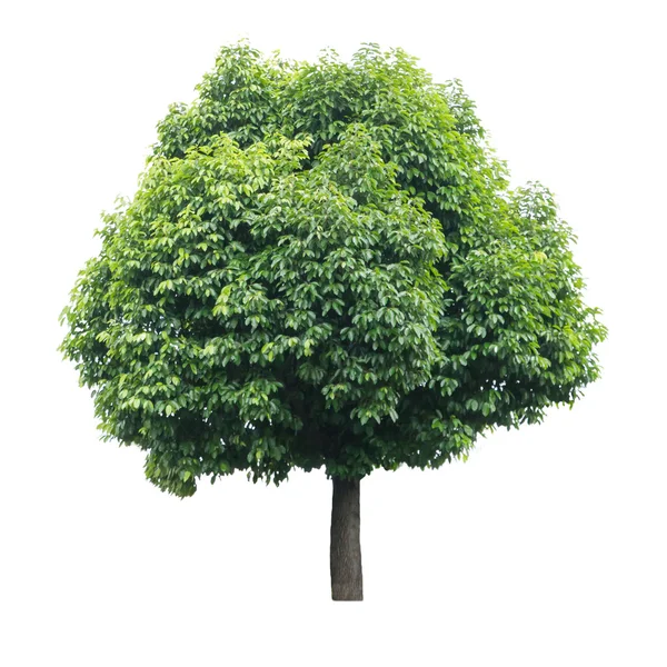 Tree isolated on white background — Stock Photo, Image