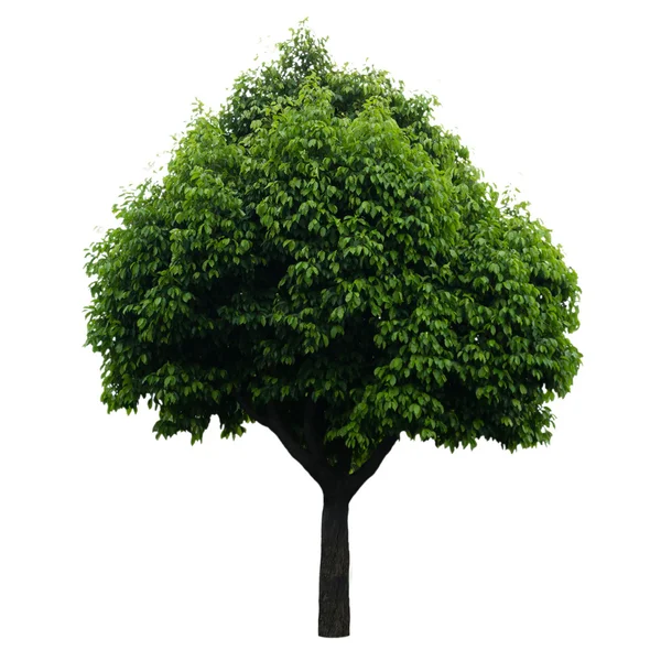 Tree isolated on white — Stock Photo, Image