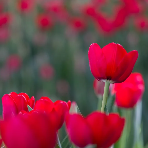 Tulipano in giardino — Foto Stock
