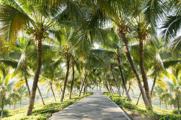 Walkway with coconut tree in the garden — Stock Photo, Image