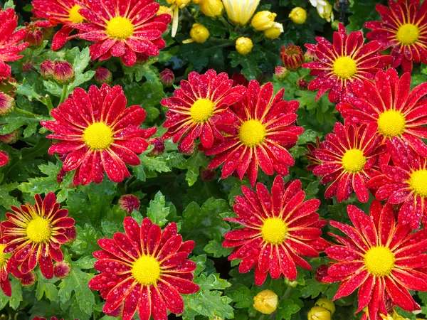 Fioritura di margherite fresche con goccia d'acqua — Foto Stock